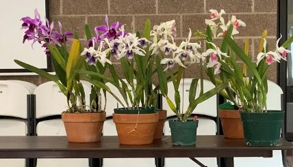 CHAOS display at VOS 2025
